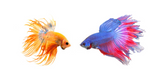 Fish Foods