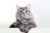 Cat Foods