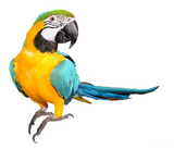 Bird Foods